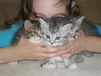 Лот: 2833286. Фото: 3. Котята. Растения и животные