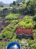 Лот: 25325151. Фото: 8. 2-комн. дача , СТ Восток СТ Восток...