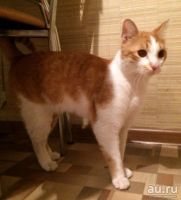 Лот: 13070656. Фото: 2. Отдам молодого котика. Животные и уход