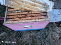 Лот: 16440847. Фото: 3. пчелы полный комплект продажа... Красноярск