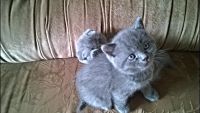 Лот: 5280079. Фото: 6. Британский котенок