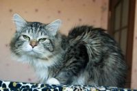 Лот: 7311764. Фото: 5. Котик Колобок ищет свою замечательную...