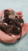 Лот: 21248306. Фото: 5. Крысята