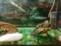 Лот: 17233833. Фото: 4. Черепаха Красноухая с аквариумом... Красноярск