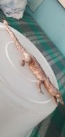 Лот: 24929133. Фото: 5. Крокодил 32см. Чучело