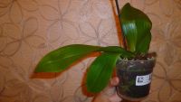 Лот: 5724087. Фото: 5. Орхидея фаленопсис (отцвела)Phal...