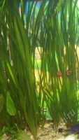 Лот: 541138. Фото: 3. Валлиснерия гигантская [Vallisneria... Растения и животные
