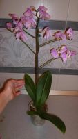 Лот: 5167368. Фото: 2. орхидея фаленопсис 04( отцвела... Комнатные растения и уход
