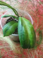 Лот: 4229206. Фото: 4. Хойя-Hoya Incrassata 'Moonshadow... Красноярск