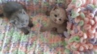 Лот: 17238433. Фото: 2. Шотландские прямоухие котята. Животные и уход