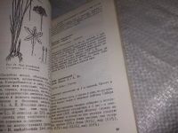 Лот: 19018380. Фото: 7. Пищевые растения Сибири. Серия...