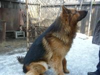 Лот: 1640348. Фото: 3. Щенки немецкой овчарки. Растения и животные