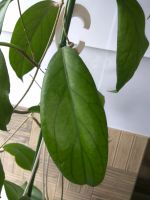 Лот: 11578048. Фото: 2. хойя (Hoya sp. Kast (EPC-934)). Комнатные растения и уход