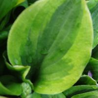 Лот: 9529169. Фото: 4. хоста Гранд Тиара (hosta Grand... Красноярск