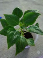 Лот: 3962493. Фото: 2. Бальзамин махровый Apple Blossom. Комнатные растения и уход