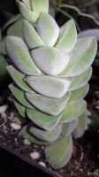 Лот: 14848122. Фото: 2. Крассула Crassula cv Moonglow... Комнатные растения и уход