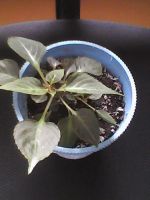 Лот: 5495844. Фото: 3. бальзамин (ванька мокрый). Растения и животные