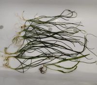 Лот: 15200389. Фото: 7. Кринум Каламистратум (Crinum Calamistratum...