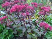 Лот: 2839438. Фото: 5. очитки (седумы)