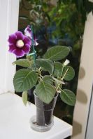 Лот: 4108535. Фото: 4. Глоксиния фиолетовая простая. Красноярск