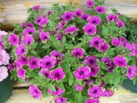 Лот: 13705077. Фото: 3. Вегетативная петуния Cascadias... Для дачи, дома, огорода, бани, парка
