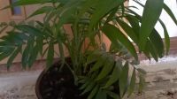 Лот: 7648624. Фото: 2. Пальма молодое растение Хамедорея. Комнатные растения и уход