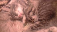 Лот: 8381653. Фото: 2. котики. Животные и уход