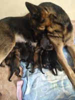 Лот: 16418557. Фото: 7. Немецкая овчарка. Щенки.