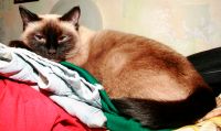 Лот: 6279842. Фото: 2. Кот для кошки. Растения и животные