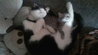 Лот: 10893723. Фото: 3. Котенок серый красивый. Растения и животные