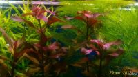 Лот: 9172758. Фото: 2. Людвигия Рубин Ludwigia Repens... Аквариумистика