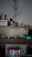 Лот: 9000264. Фото: 3. котёнок в добрые руки. Растения и животные
