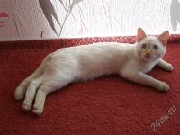 Лот: 637151. Фото: 2. котик. Животные и уход