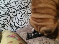 Лот: 12488313. Фото: 2. Котик. Животные и уход