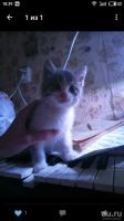 Лот: 10389391. Фото: 3. Отдам котят!. Растения и животные