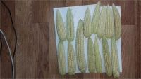 Лот: 8124975. Фото: 2. Кукуруза набор №2. Продукты