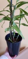 Лот: 15607044. Фото: 2. Орхидея дендробиум. Комнатные растения и уход