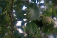 Лот: 7023223. Фото: 4. NIKON AF 50mm f/1.8D Nikkor ц...