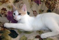 Лот: 15015306. Фото: 2. Котик Беляшик. Животные и уход