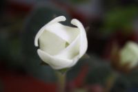 Лот: 4260950. Фото: 3. Глоксиния белая простая 5 (зацветает... Растения и животные