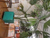 Лот: 4687353. Фото: 2. Большая пальма в офис или частный... Комнатные растения и уход