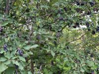 Лот: 25294832. Фото: 9. 2-комн. дача , садоводческое некоммерческое...
