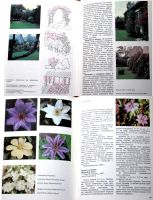Лот: 21772397. Фото: 3. Клематисы (огород сад цветы растения... Литература, книги
