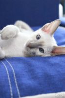 Лот: 8782945. Фото: 3. котенок-ориентал. Растения и животные