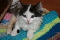 Лот: 2915535. Фото: 2. Котята!!!. Животные и уход