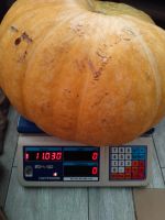 Лот: 25791043. Фото: 2. Тыква. Продукты