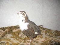 Лот: 2157819. Фото: 2. яйцо перепелиное,домашнее. Продукты