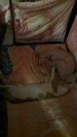 Лот: 13831071. Фото: 5. Котенок канадского и донского...