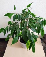 Лот: 12105352. Фото: 3. Фикус бенджамина Ficus benjamina... Растения и животные