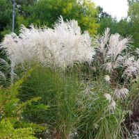 Лот: 19858864. Фото: 2. вейник Овердам,мискантус,стахис... Семена, рассада, садовые растения